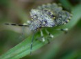 /album/hemiptera/chinavia-musiva-2-jpg/